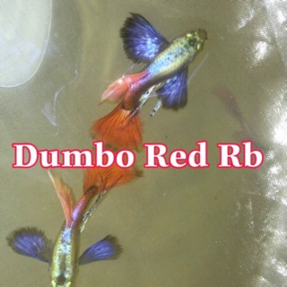 Dumbo Red Ribbon 1 cặp 100k