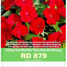 Hạt giống hoa RĐ- Mai địa thảo đơn đỏ nhung 879-12k