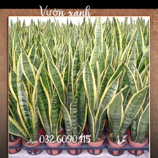 Cây lưỡi hổ viền vàng to, cao 50-60cm