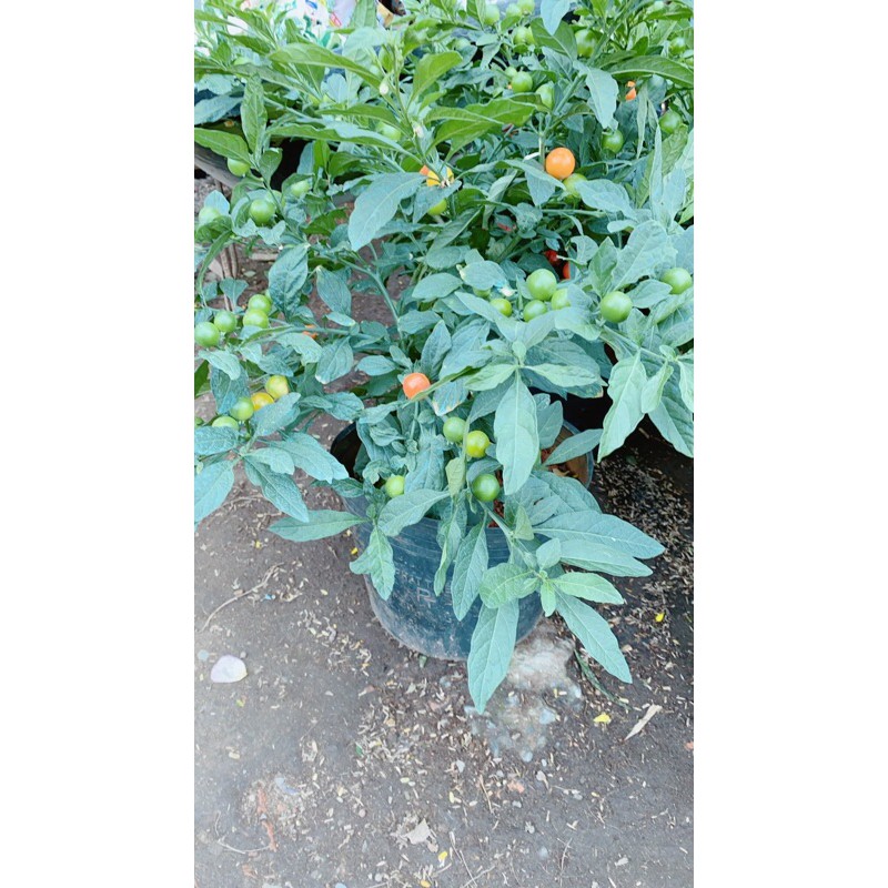 Cây Cheri Hàng Đẹp