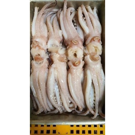 RÂU MỰC SIZE VIP 1 KG Net 7