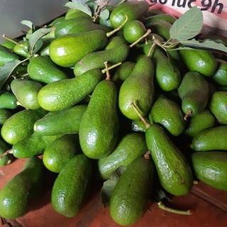 Bơ sáp phô mai Đà Lạt của nhà trồng, già béo dẻo số 1, bao ăn, chỉ ship HCM