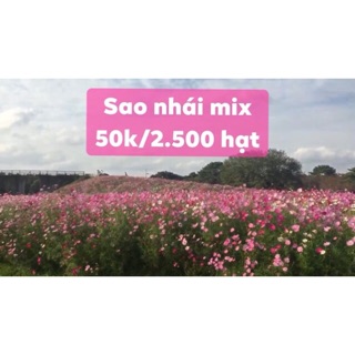 2.500 hạt cúc sao nháy mix màu