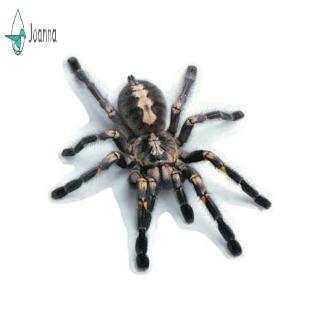 Nhãn dán 3D trang trí xe hơi độc đáo