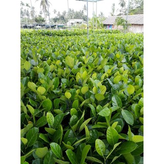 cây giống mít thái