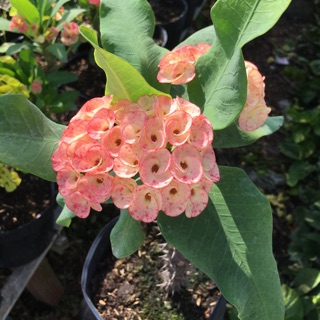 Sương rồng bát tiên màu Hồng