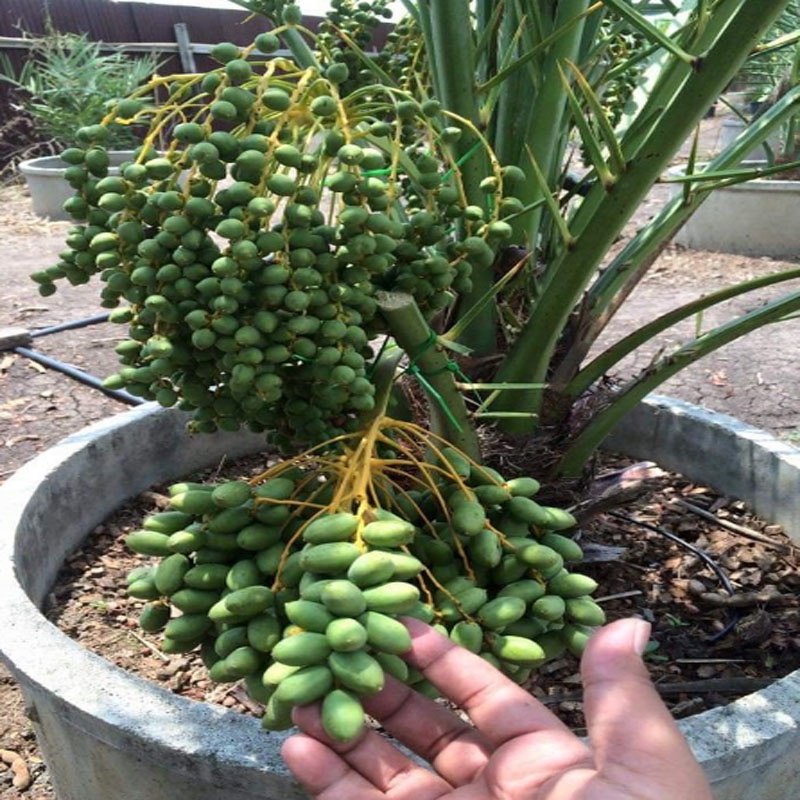 Cây Chà Là Trung Đông