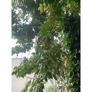 lá khế tươi 300g