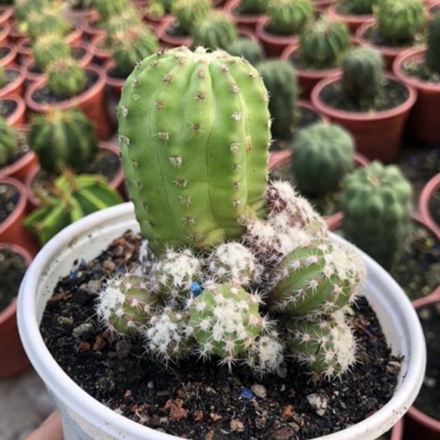 Xương rồng echino