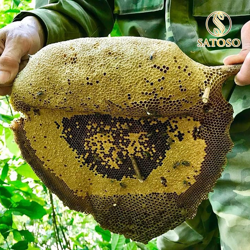 Mật ong ruồi nguyên chất SATOSO tốt cho sức khỏe SA132