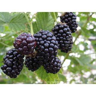 Hạt giống cây Mâm xôi Đen _ phúc bồn tử đen