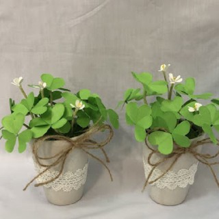 Hạt Giống Cây Cỏ Ba Lá ( Cỏ 3 Lá ) - Gói 50 hạt - STHG2
