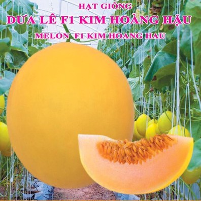 Hạt giống Dưa Lê F1 Kim Hoàng Hậu