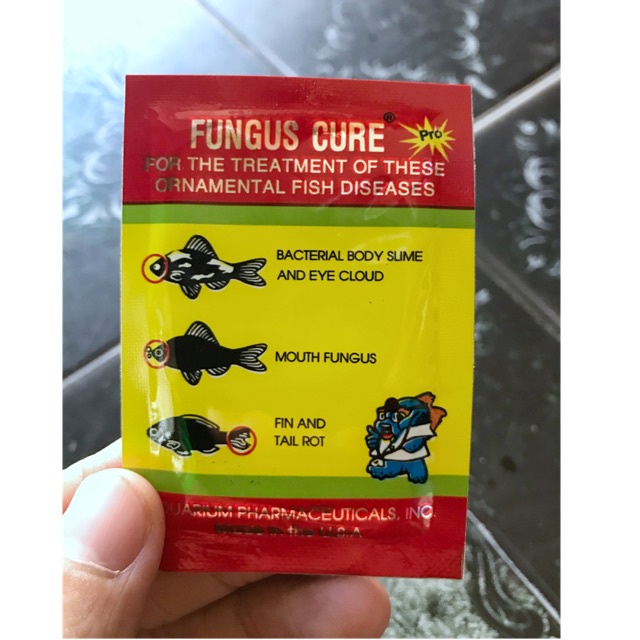 Fungus cure - xử lý nhiễm khuẩn nấm đục mắt thối rữa vây và đuôi