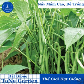 Deal 1k - 10 hạt giống đậu cove bụi lùn - tane garden