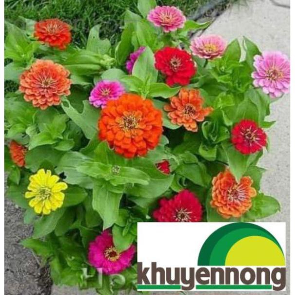 Gói 300 hạt giống hoa cúc lá nhám nhiều màu