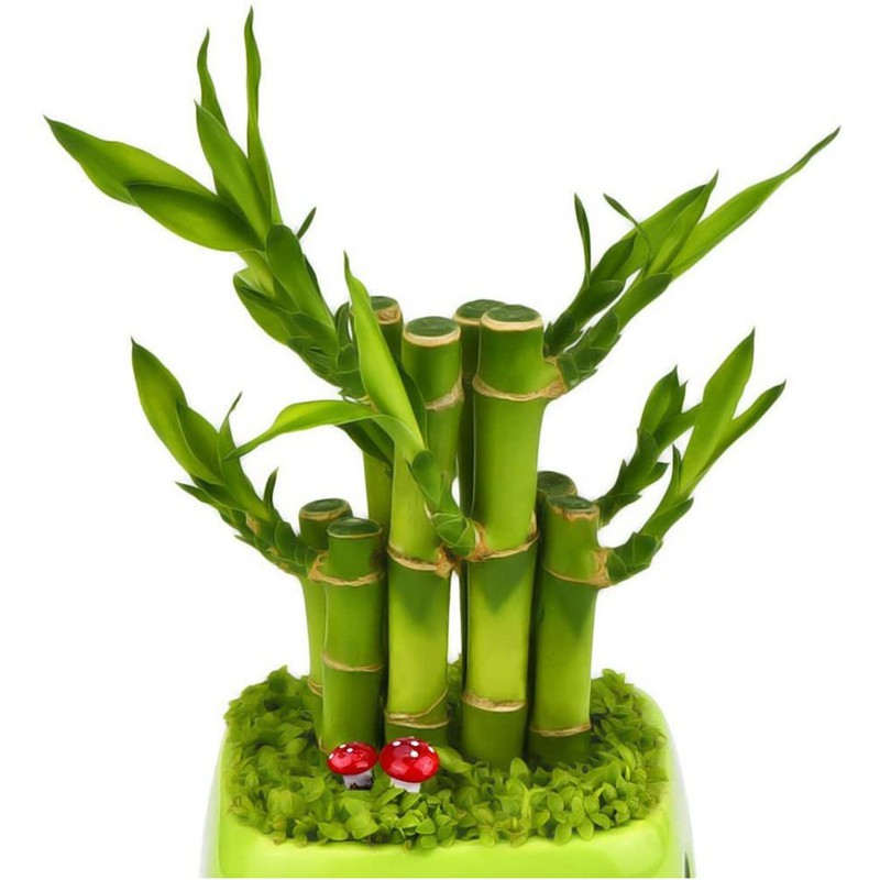 Set 200 Nấm Xốp Mini Trang Trí Sân Vườn