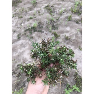 cây hoa 10h ấn độ