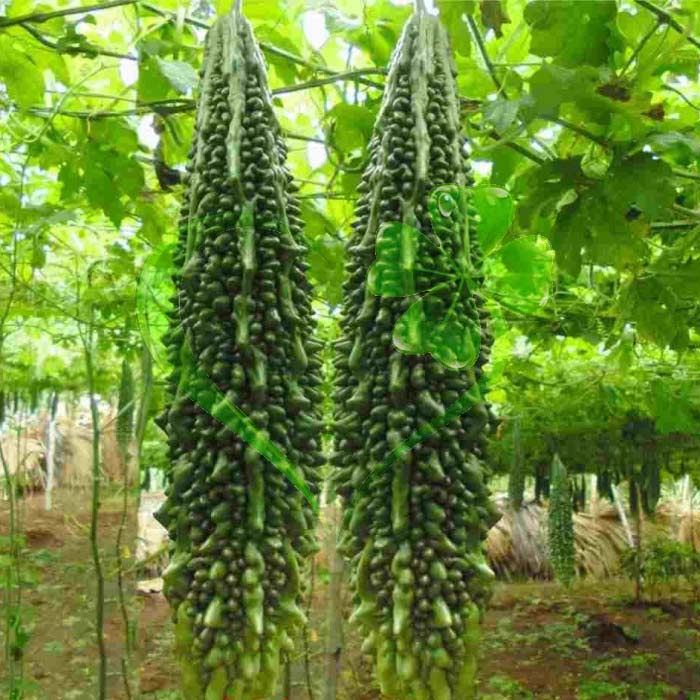 Hạt giống khổ qua rừng F1 HN 105 trái dài - gói 10 hạt