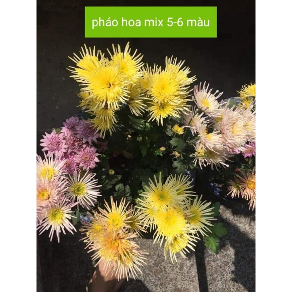 50 cây giống hoa cúc tua