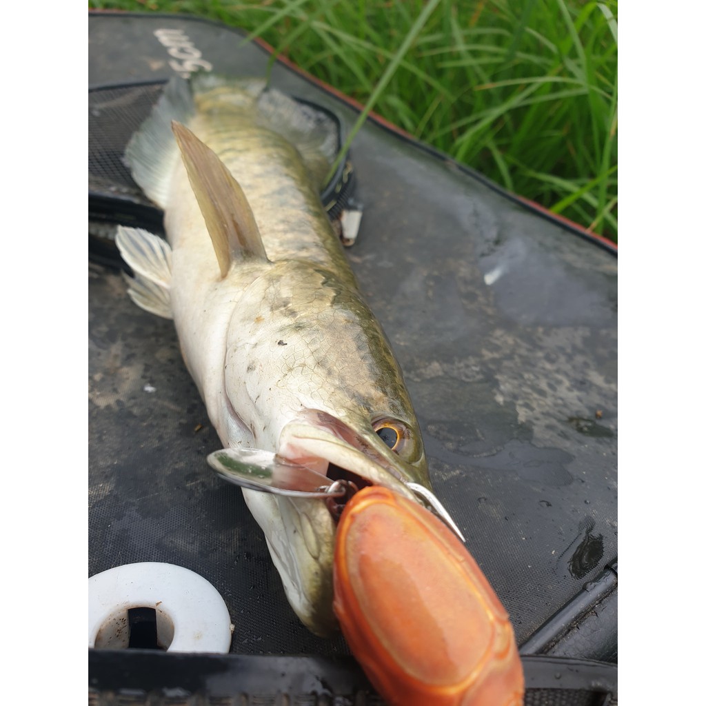 Cánh cam CC40 4cm 7g TNT Lures chính hãng mồi lure nhai hơi câu cá lóc cao cấp ICAUCA