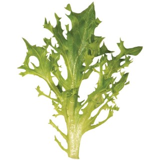 Hạt giống xà lách Crispy Leaf Mỹ