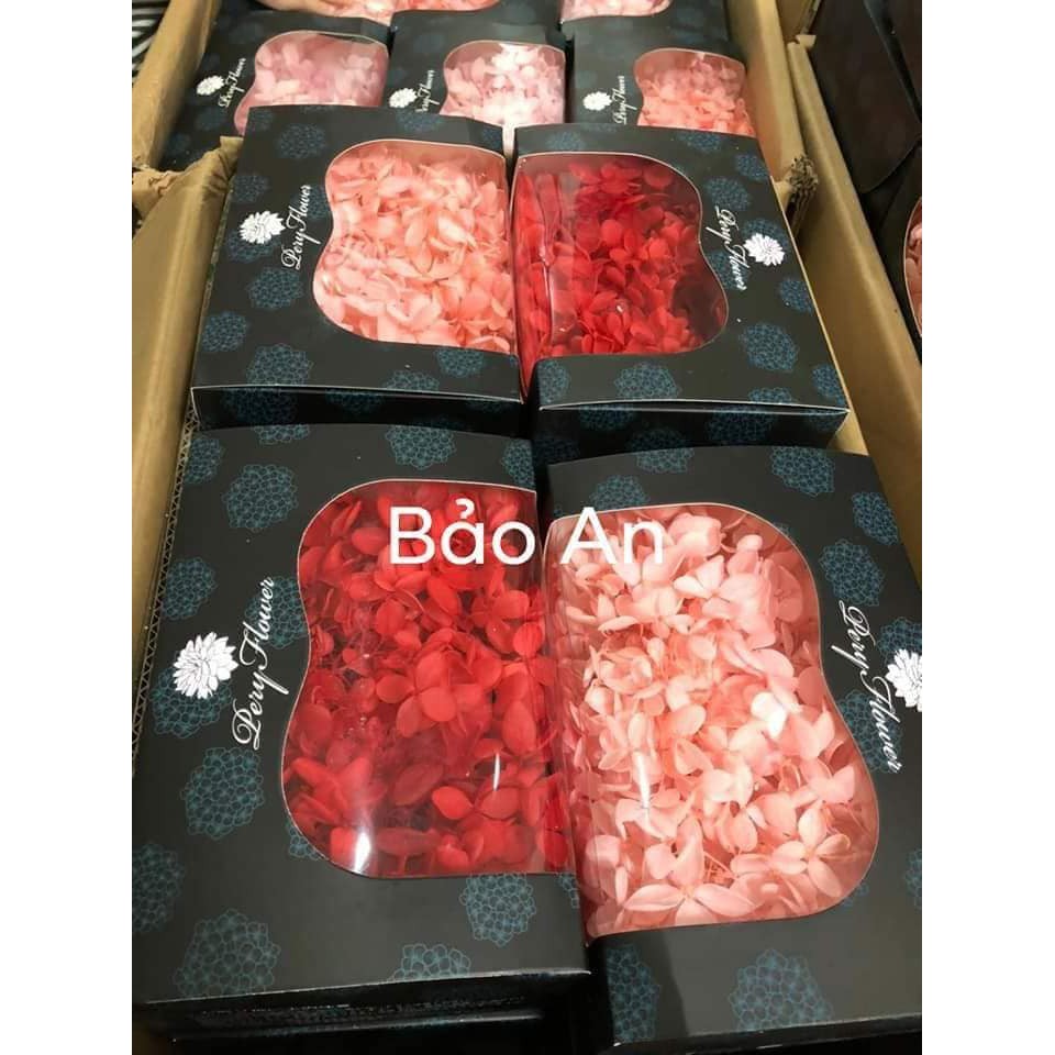 Hoa tú cầu khô