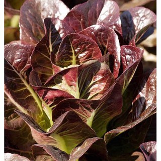 Gói 5 gram hạt giống xà lách tím romaine