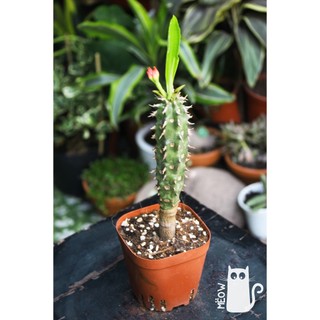XƯƠNG RỒNG EUPHORBIA