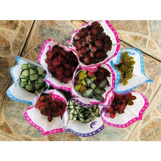 Cây cẩm nhung ( lá may mắn) nhiều màu