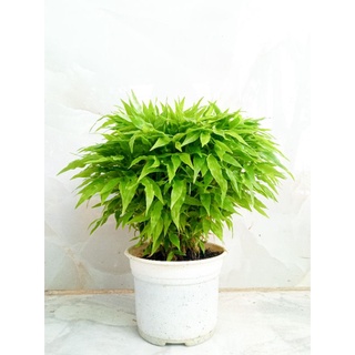 Cây Trúc Chỉ- tặng kèm phân bón