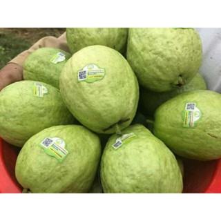 ổi thái đang trái