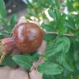 Chậu lựu ấn độ có 3-4 cây