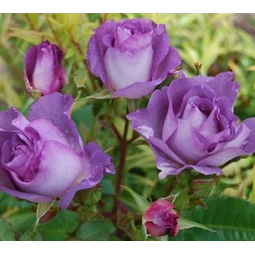 5 Hạt giống hoa Hồng tím