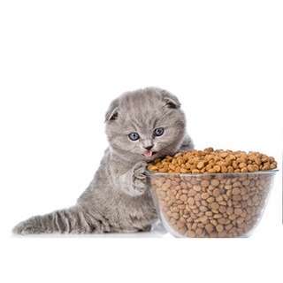 Thức ăn mèo con CATSRANG KITTEN 1,5 kg