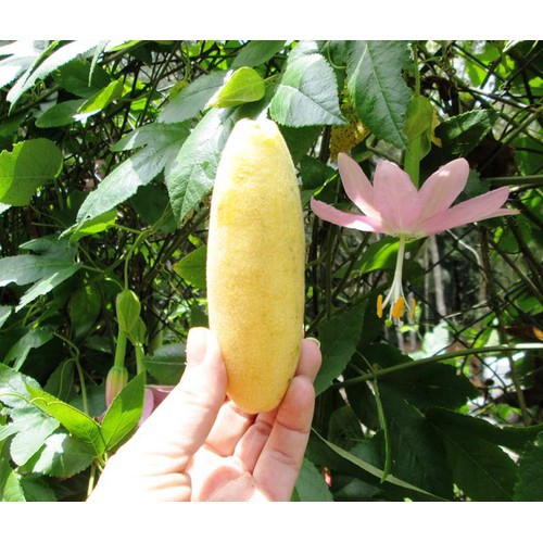 4 Hạt Giống Chanh Dây Leo Chuối Banana Nam Mỹ