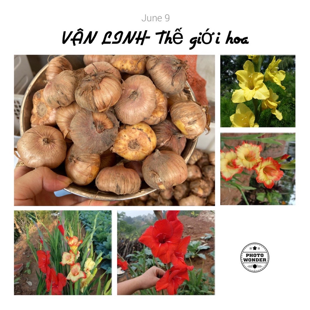 CỦ HOA LAY ƠN  GIỐNG SIZE TO  30-40 củ/1kg