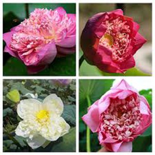 5 Hạt Giống Hoa Sen Hồng Lớn ( Sen Ta - Sen Việt Nam )