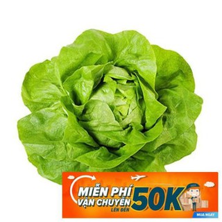 3g Hạt giống Xà lách Búp