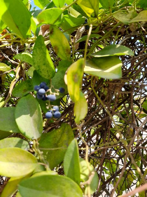 Hạt giống SƯƠNG SÂM LÁ TRƠN.