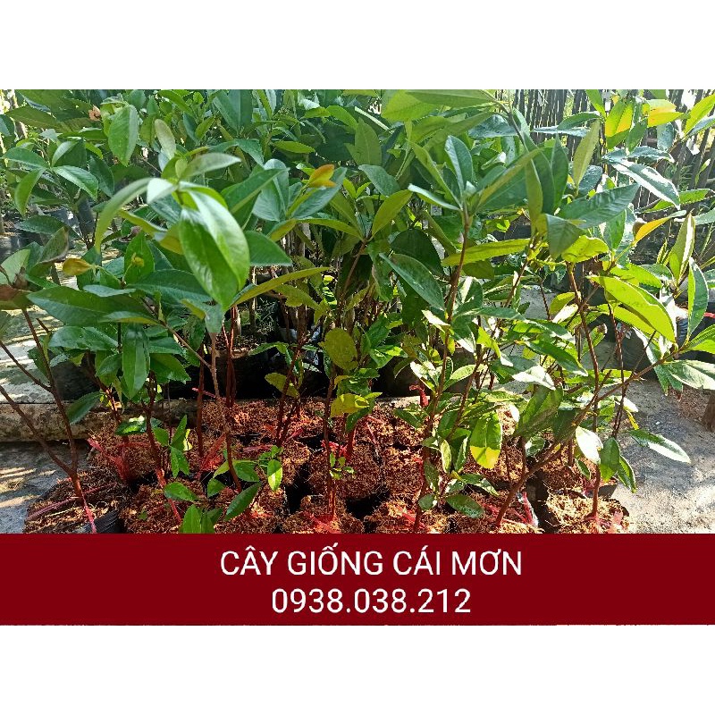 CÂY GIỐNG CHERRY BRAZIL ( CHERRY NHIỆT ĐỚI )