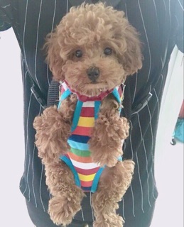 Địu Cao Cấp Dành Cho Chó Mèo