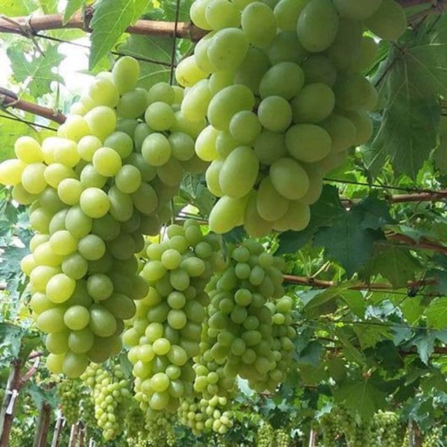Hạt giống nho xanh leo giàn 10 hạt luckyseed hạt siêu rẻ