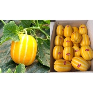 Hạt giống dưa lê hàn quốc - giống dưa lê hàn quốc vàng