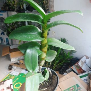 Hoa lan Denro lưỡi bò tím
