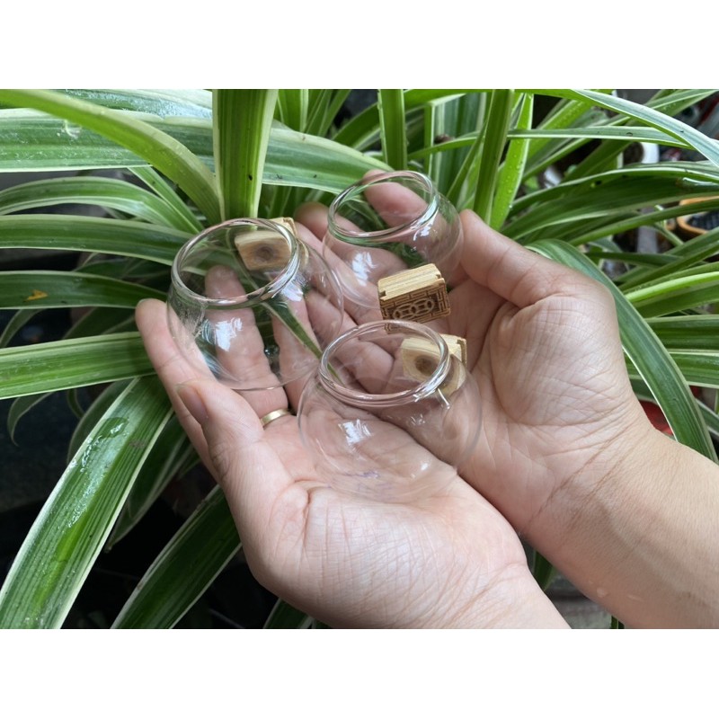 Cóng Thuỷ tinh Mào ,Mi ,choè Đat ,khuyên
