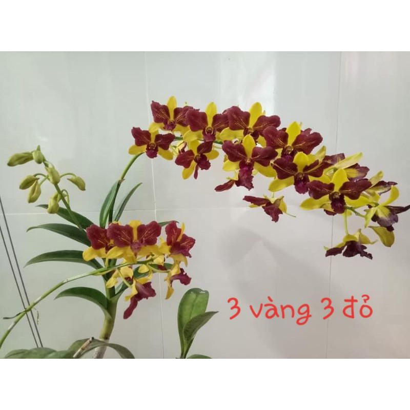 Lan Dendro đột biến 3 vàng 3 đỏ