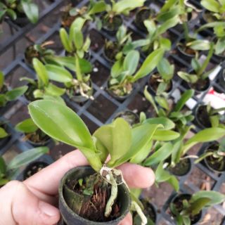 Cattleya cây giống hoa xổ