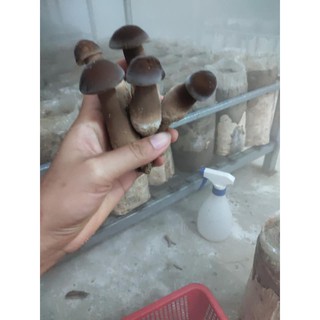 nấm mối đen bịch 200gr