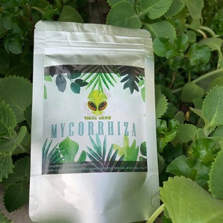 Mycorrhiza - nấm rễ
